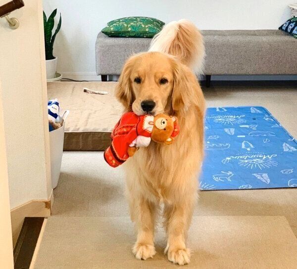 おもちゃをくわえるコメちゃん