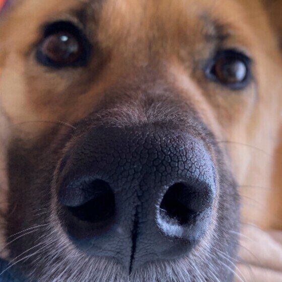 茶豆ちゃん（Mix）