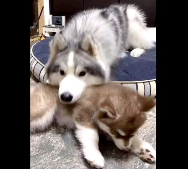 コスモくんの体にあご乗せをするアポロくん