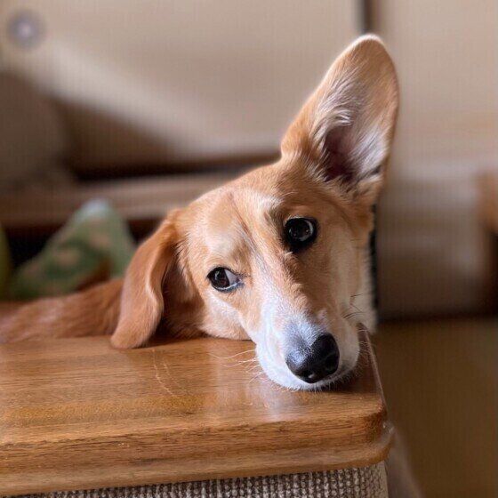 耳を立てるmixのもも