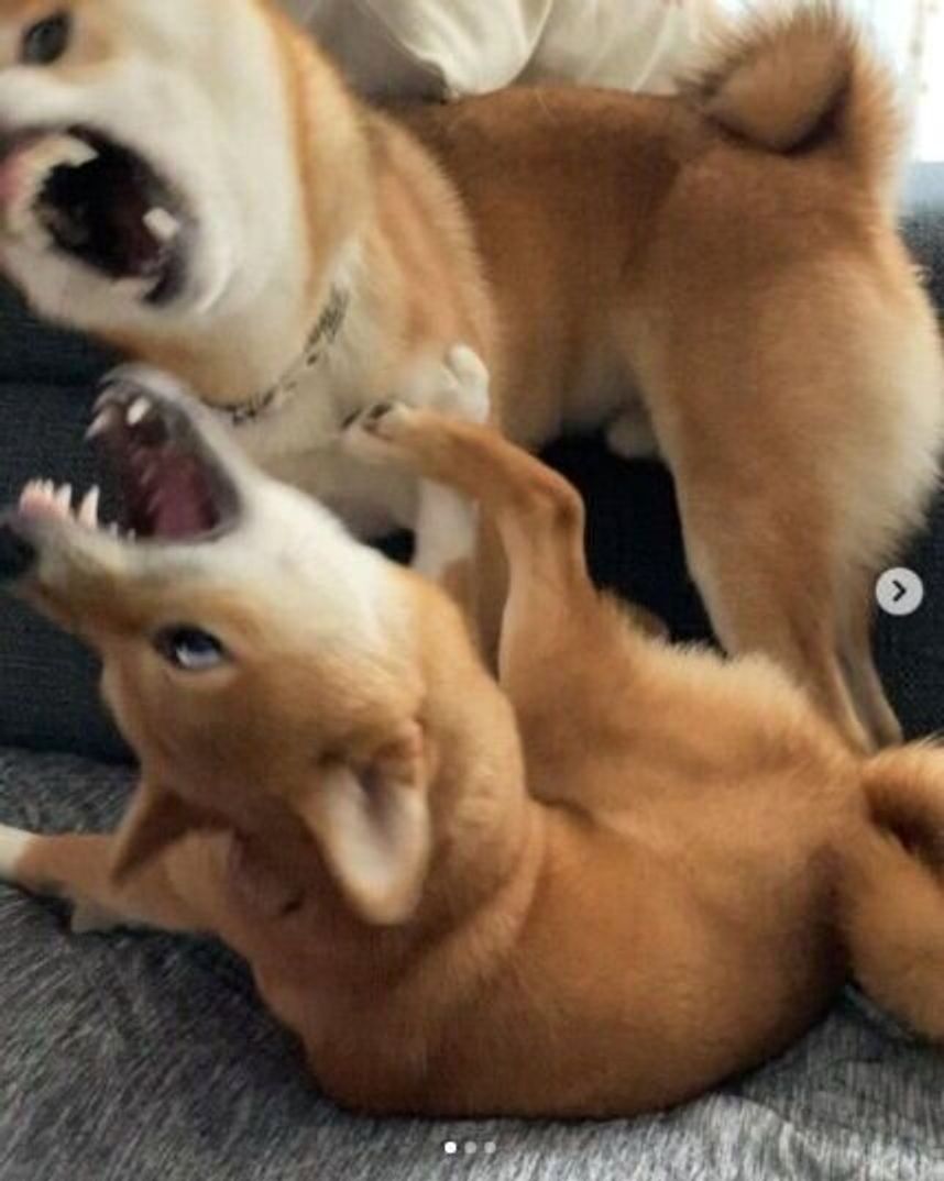 普段とのギャップがたまらない 犬たちの変顔をご覧あれ いぬのきもちweb Magazine 普段とのギャップがたまらない 犬たちの変顔をご覧あれ いぬのきもちweb Magazine