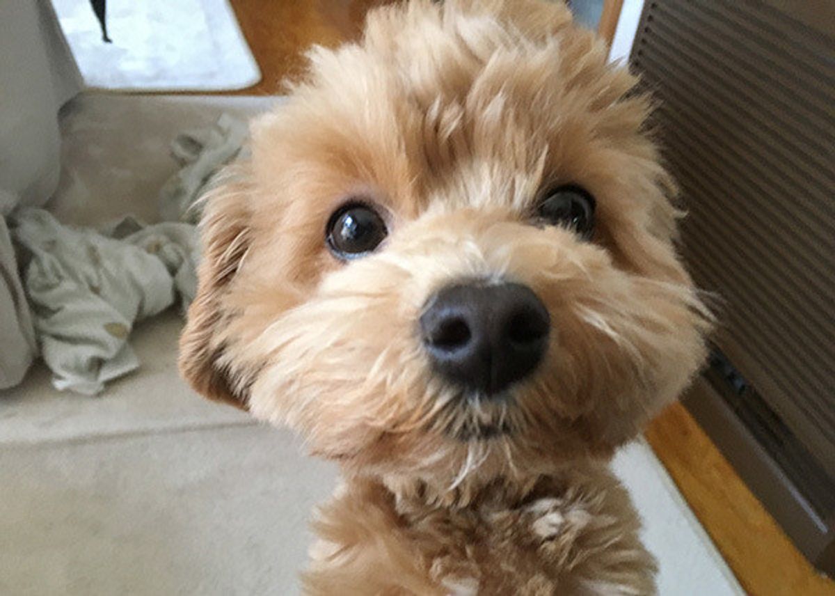 専門家が解説 犬が人のおしりのニオイも嗅ぎたがる意外な理由 いぬのきもちweb Magazine 専門家が解説 犬が人のおしりのニオイも嗅ぎたがる意外な理由 いぬのきもちweb Magazine