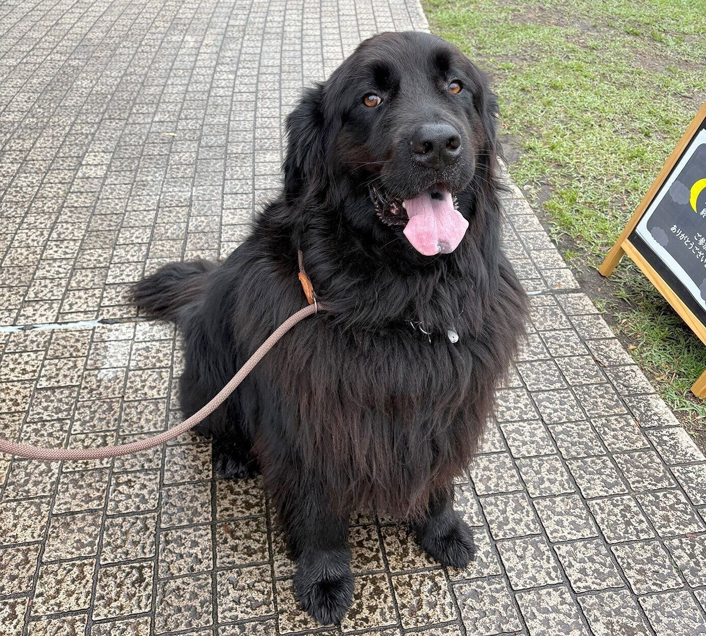 いぬのきもちフェスタ来場の大きな黒い犬