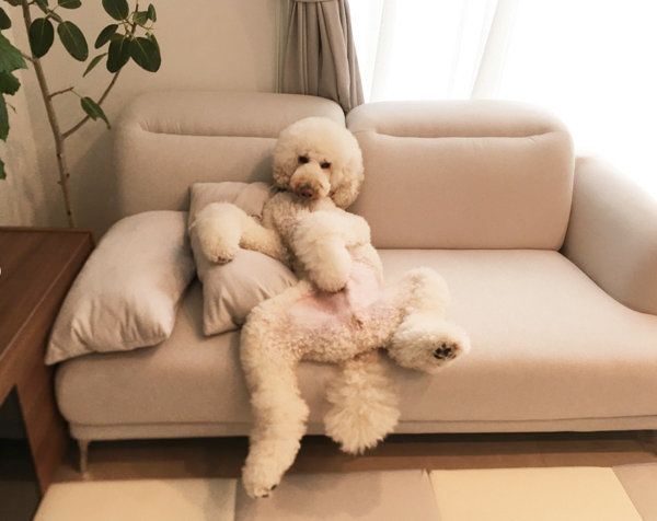 ソファでくつろぐスタンダード・プードル