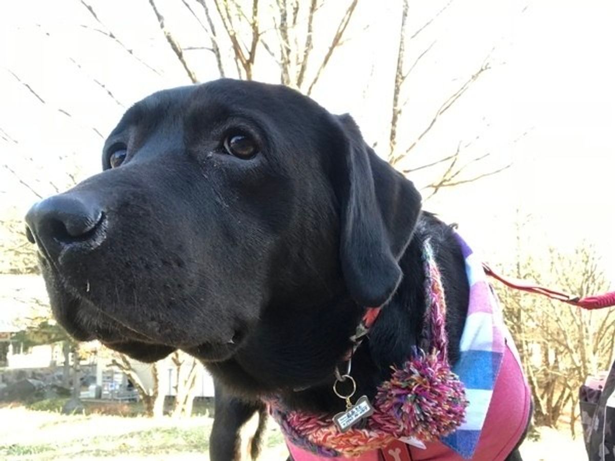 大型犬が小型犬より短命な理由とは 寿命や人換算年齢について解説 いぬのきもちweb Magazine 大型犬が小型犬より短命な理由とは 寿命や人換算年齢について解説 いぬのきもちweb Magazine