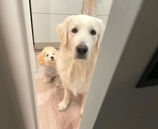 見つめるむうさんとめるくん