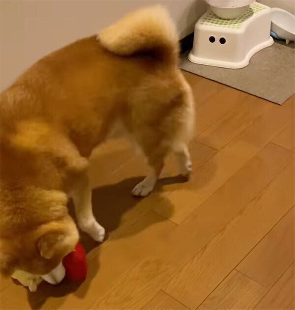 おもちゃのトロフィーをくわえるゆずくん