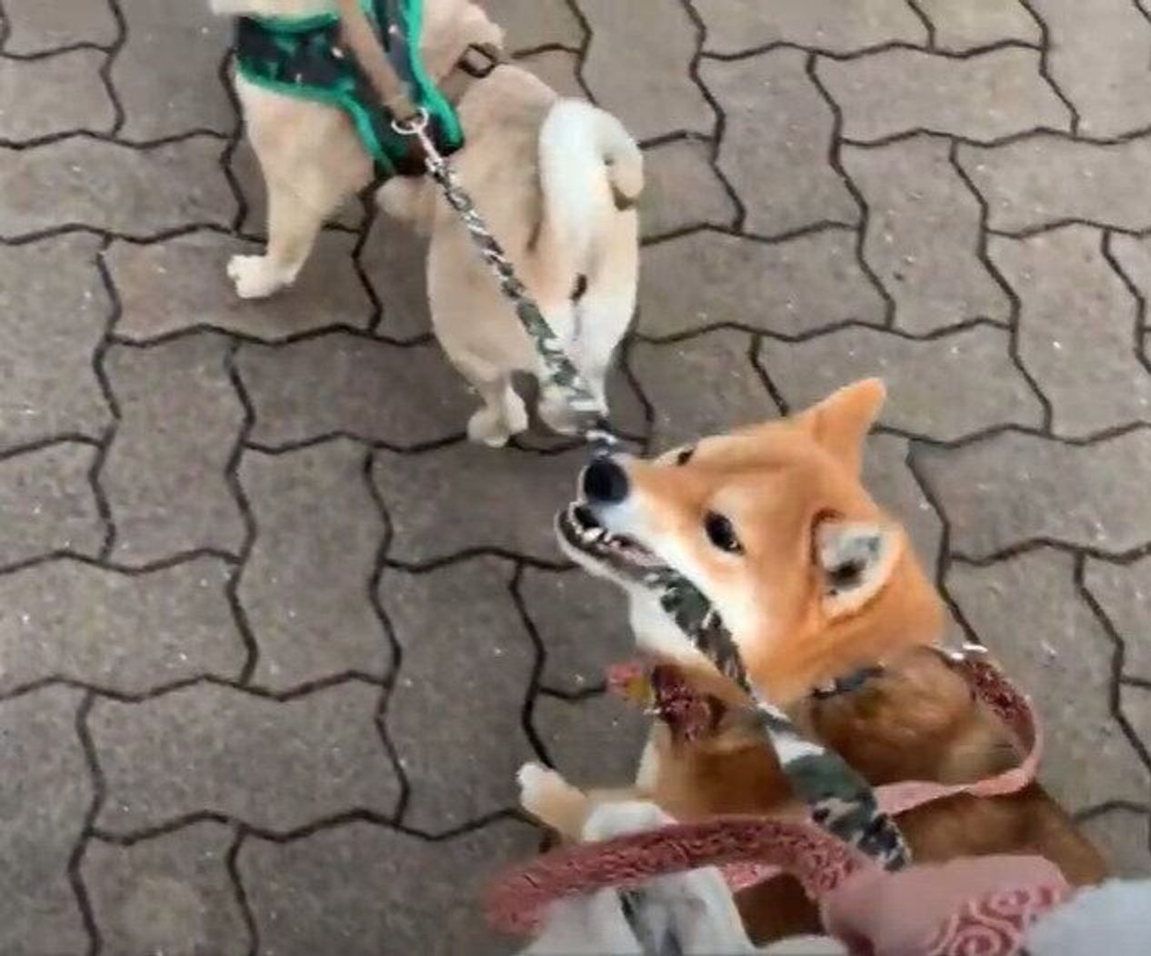 柴犬にお散歩されるパグ 一生懸命リードをくわえる姿に思わず笑っちゃう いぬのきもちweb Magazine 柴犬にお散歩されるパグ 一生懸命リードをくわえる姿に思わず笑っちゃう いぬのきもちweb Magazine