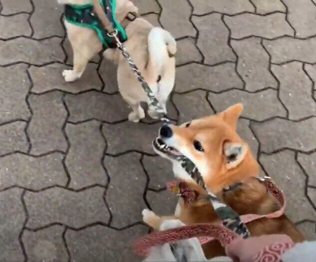 いぬのきもちCHANNEL/いぬねこライター動画部