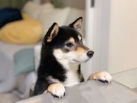 琥大朗ちゃん/柴犬