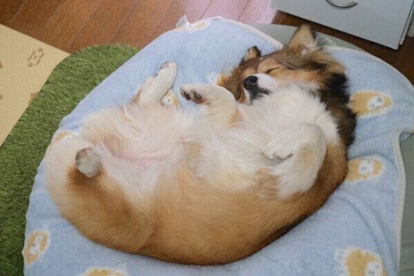 ヘソ天で気持ちよさそうに眠るうりちゃん