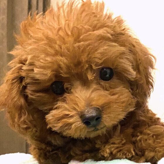 トイ・プードルのモカちゃん