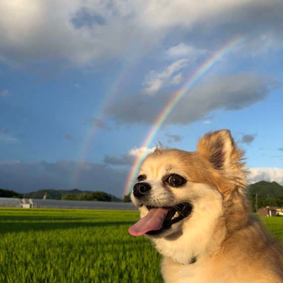虹が出てるよ♪