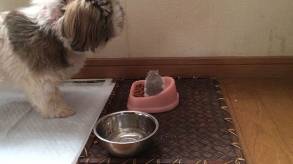 ハムスターvsシーズー