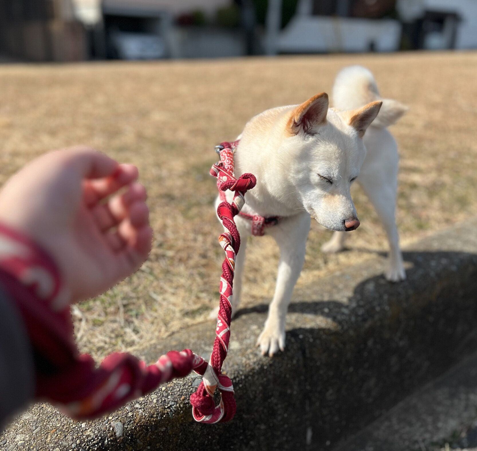 お迎えから1年後、帰りたくなくて“拒否柴”を発動するとろろちゃん