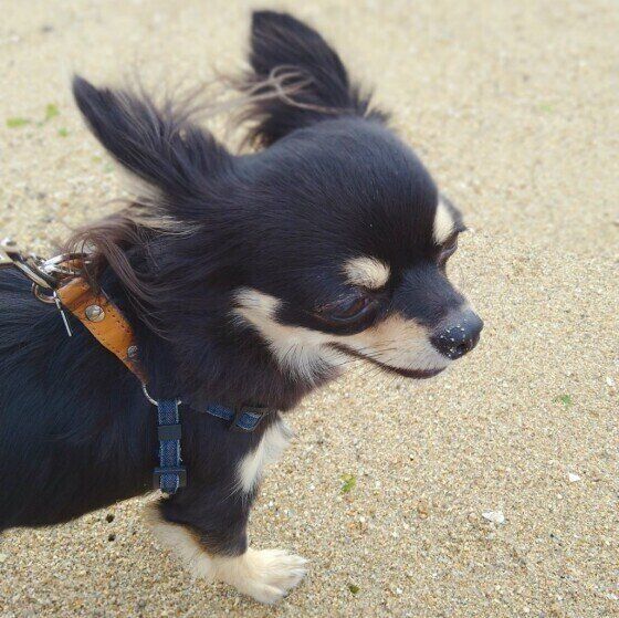 砂浜とチワワの快くん