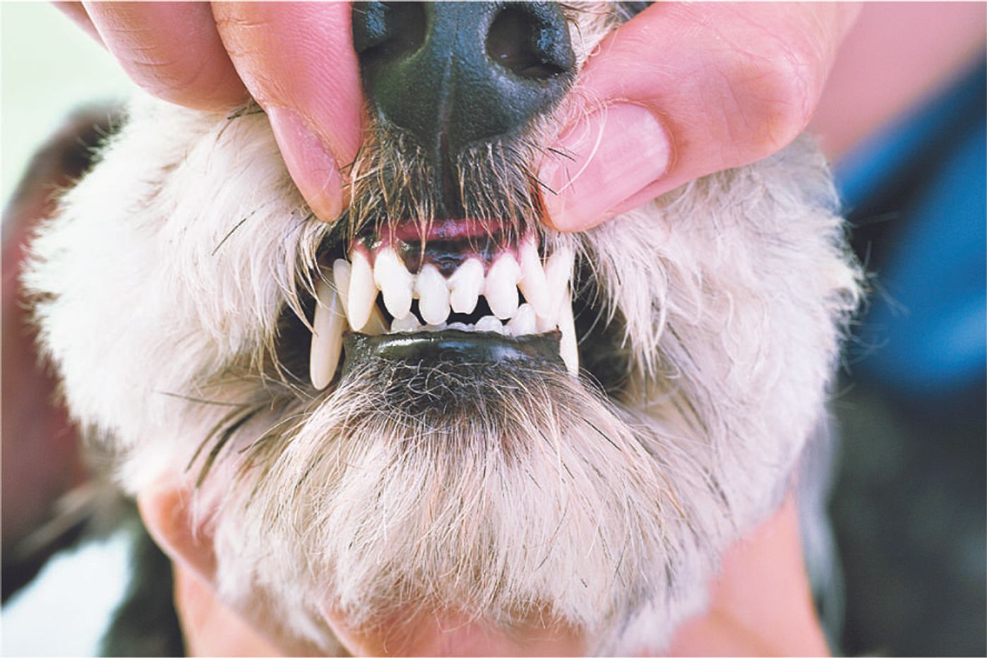 獣医師監修 犬の口臭 病気の場合の臭いと人気のデンタルケアグッズ いぬのきもちweb Magazine 獣医師監修 犬の口臭 病気の場合の臭いと人気のデンタルケアグッズ いぬのきもちweb Magazine