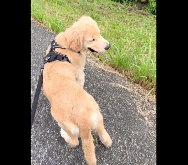 お父さんのことを待つポチタくん