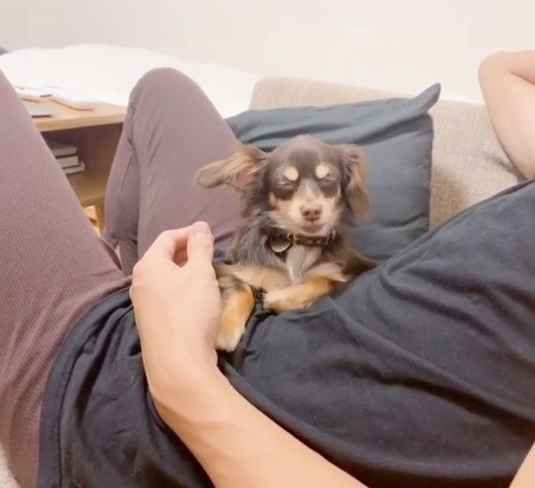 飼い主さんのお腹の上でウトウトするひなたくん