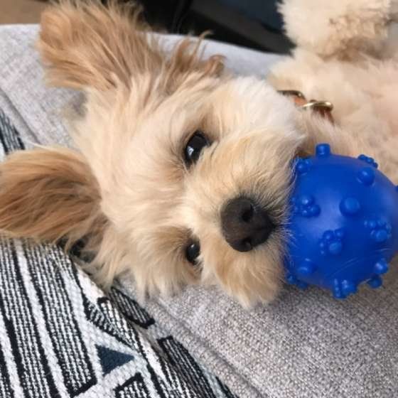 ボールをくわえる犬