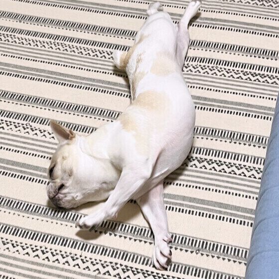 犬が体を「のび〜ん」と伸ばす理由とタイミングは？ 犬が体を伸ばす場面3選 いぬのきもち