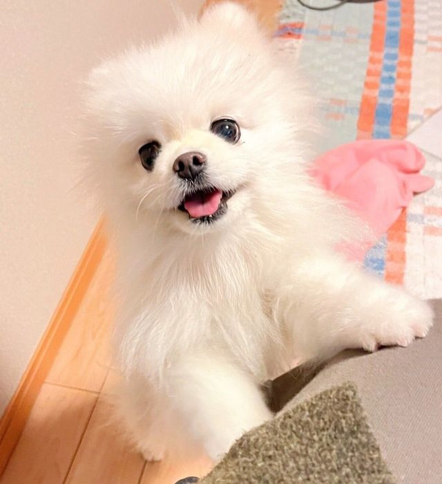 「お仕事よりもわたしのゴハンが先!」と迫るコロンちゃん