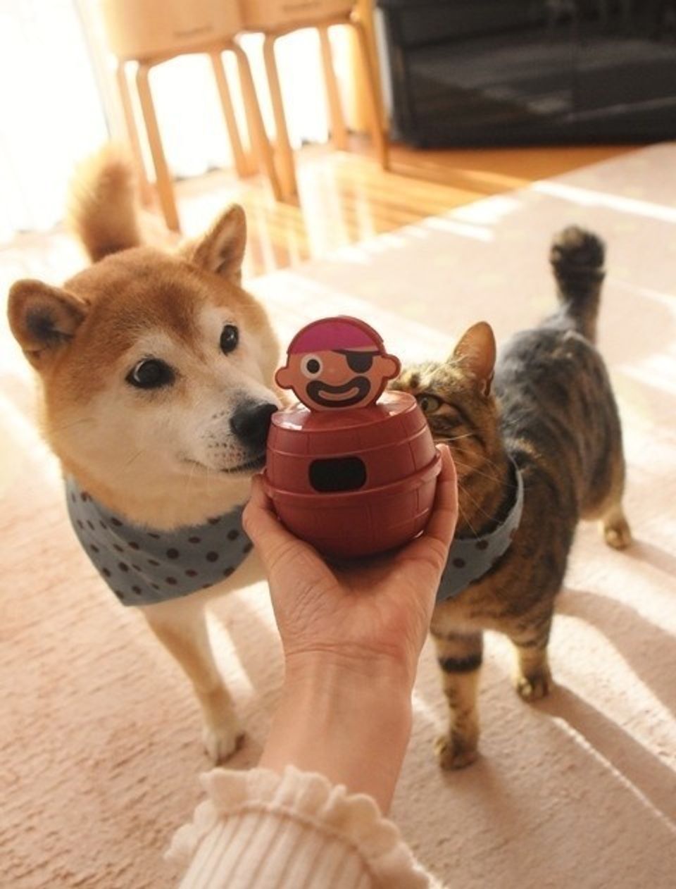 一番頭がいいのは誰でしょう 黒ひげさんで遊んでみました いぬのきもちweb Magazine 一番頭がいいのは誰でしょう 黒ひげさんで遊んでみました いぬのきもちweb Magazine