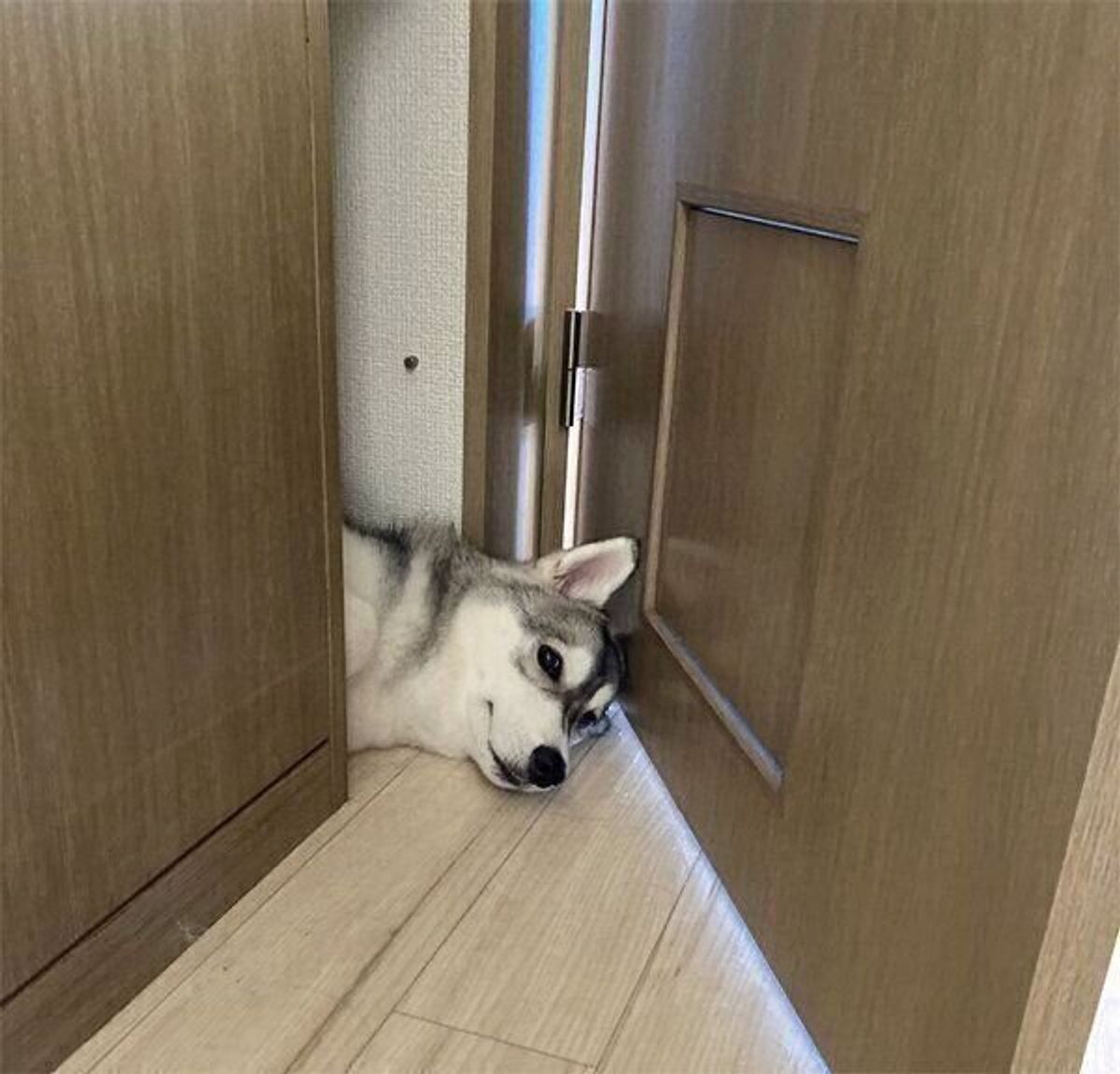 狭い隙間に入り込み 顔だけひょっこりするハスキー 猫のような 液体 っぷりがスゴかった いぬのきもちweb Magazine 狭い隙間に入り込み 顔だけひょっこりするハスキー 猫のような 液体 っぷりがスゴかった いぬのきもちweb Magazine