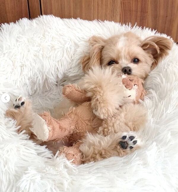 「くまさん」が大好きなこむぎくん