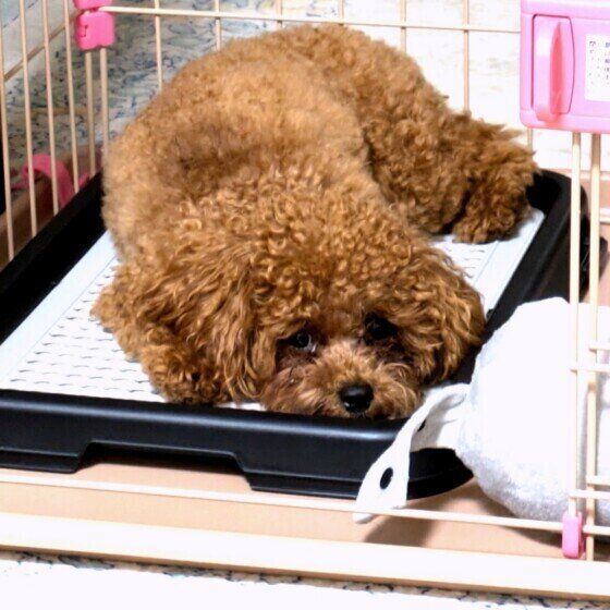 トイレトレーの上でくつろぐトイ・プードル