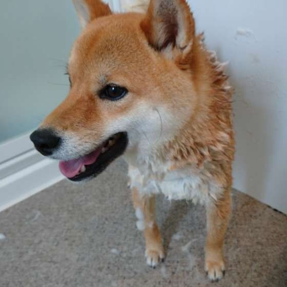 シャンプーされる柴犬