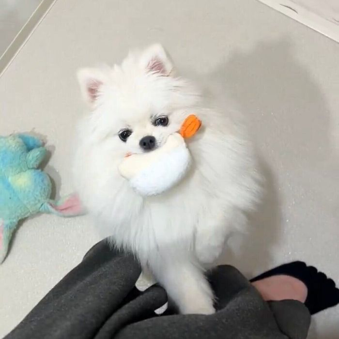 飼い主さんのことを見つめるゆきみちゃん