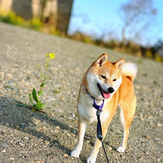 河川敷で散歩をする柴