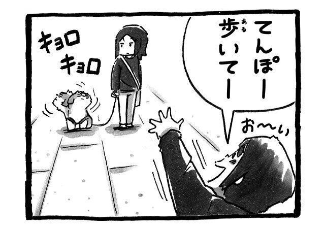 シーズー犬マンガてんぽshihtzu