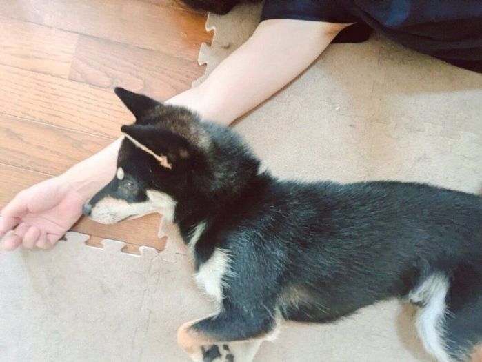 飼い主さんの腕を枕にして寝るだてまきくん