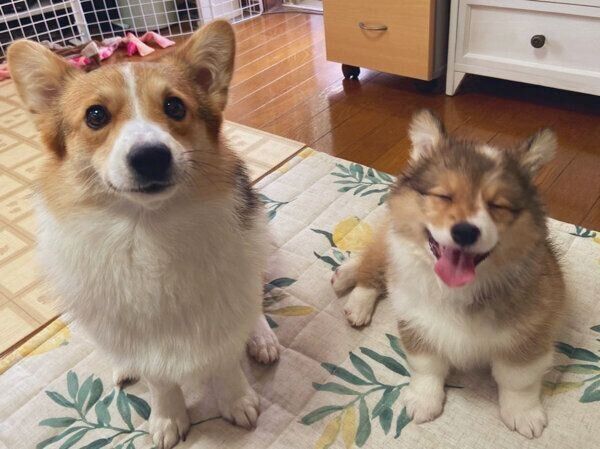 帰宅した飼い主さんを歓迎するせこむちゃん、うりちゃん