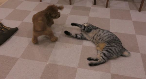 トイ・プードルの子犬と猫