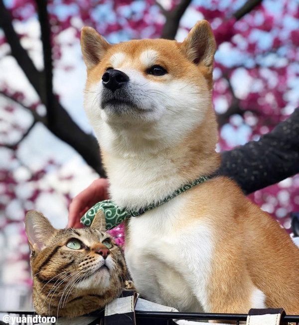 柴犬のゆうくんと猫のとろくん