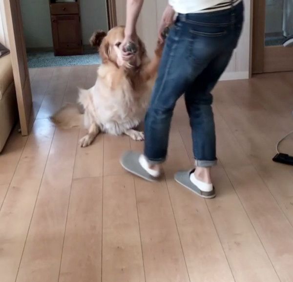 お風呂を拒否する犬