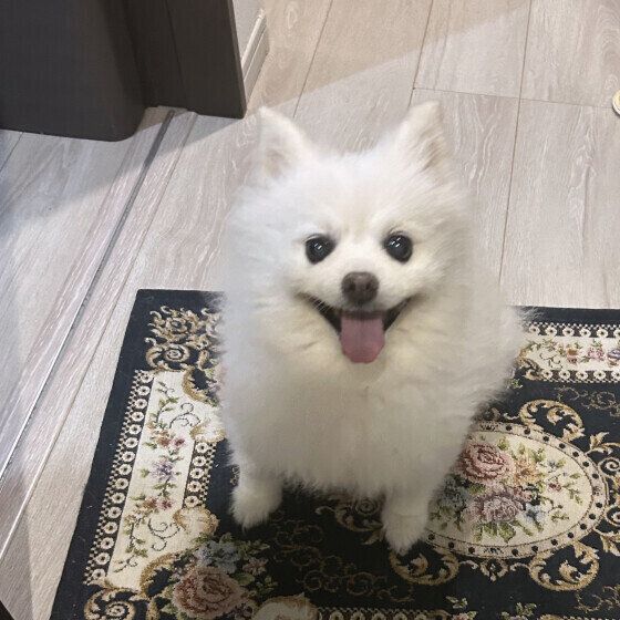 ポメラニアンのショコラちゃん
