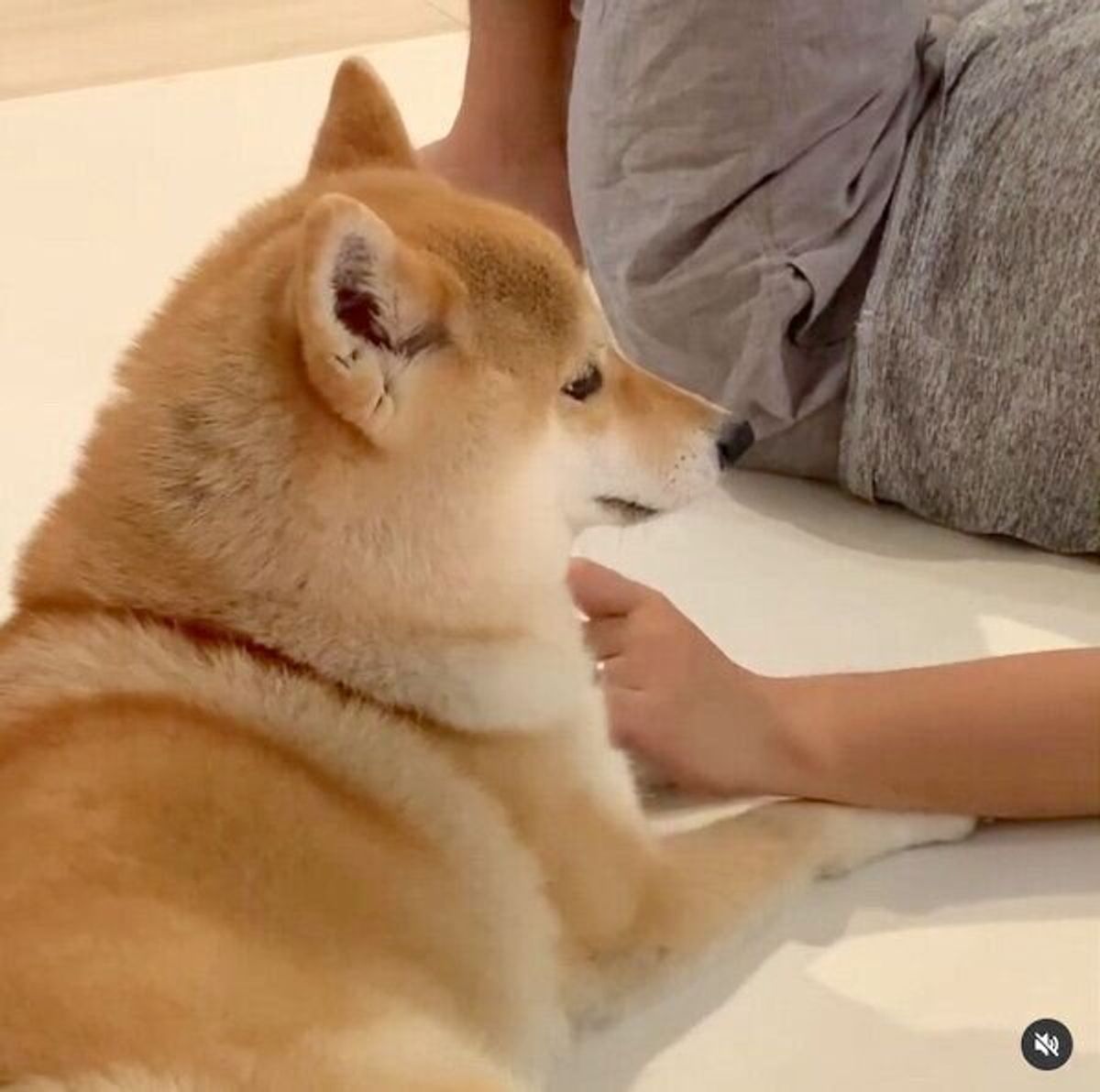 ハイ なでてください ナデナデを止めると右足をタップしてアピールする柴犬 いぬのきもちweb Magazine ハイ なでてください ナデナデを止めると右足をタップしてアピールする柴犬 いぬのきもちweb Magazine