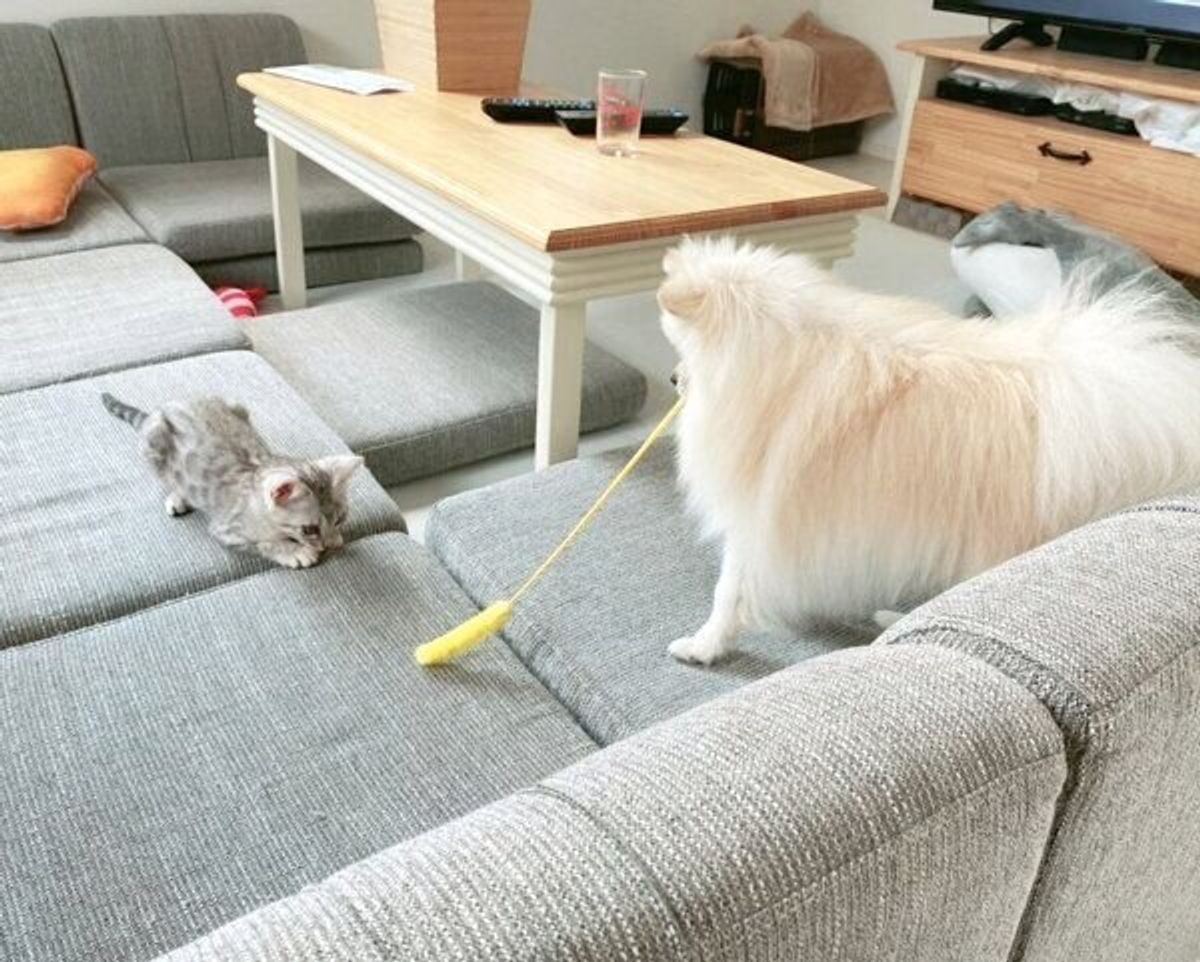 猫じゃらし をくわえて子猫と遊ぶ犬 見事なじゃらしっぷりが微笑ましい いぬのきもちweb Magazine 猫じゃらし をくわえて子猫と遊ぶ犬 見事なじゃらしっぷりが微笑ましい いぬのきもちweb Magazine