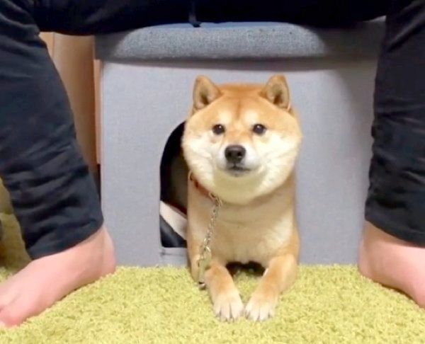 くつろぐ豆千代くん