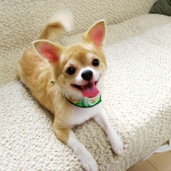 緑色のスタイをしたチワワ