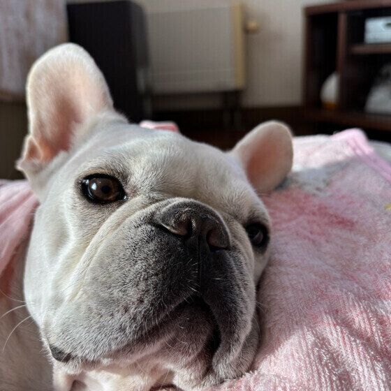 フレンチ・ブルドッグのこころちゃん♪