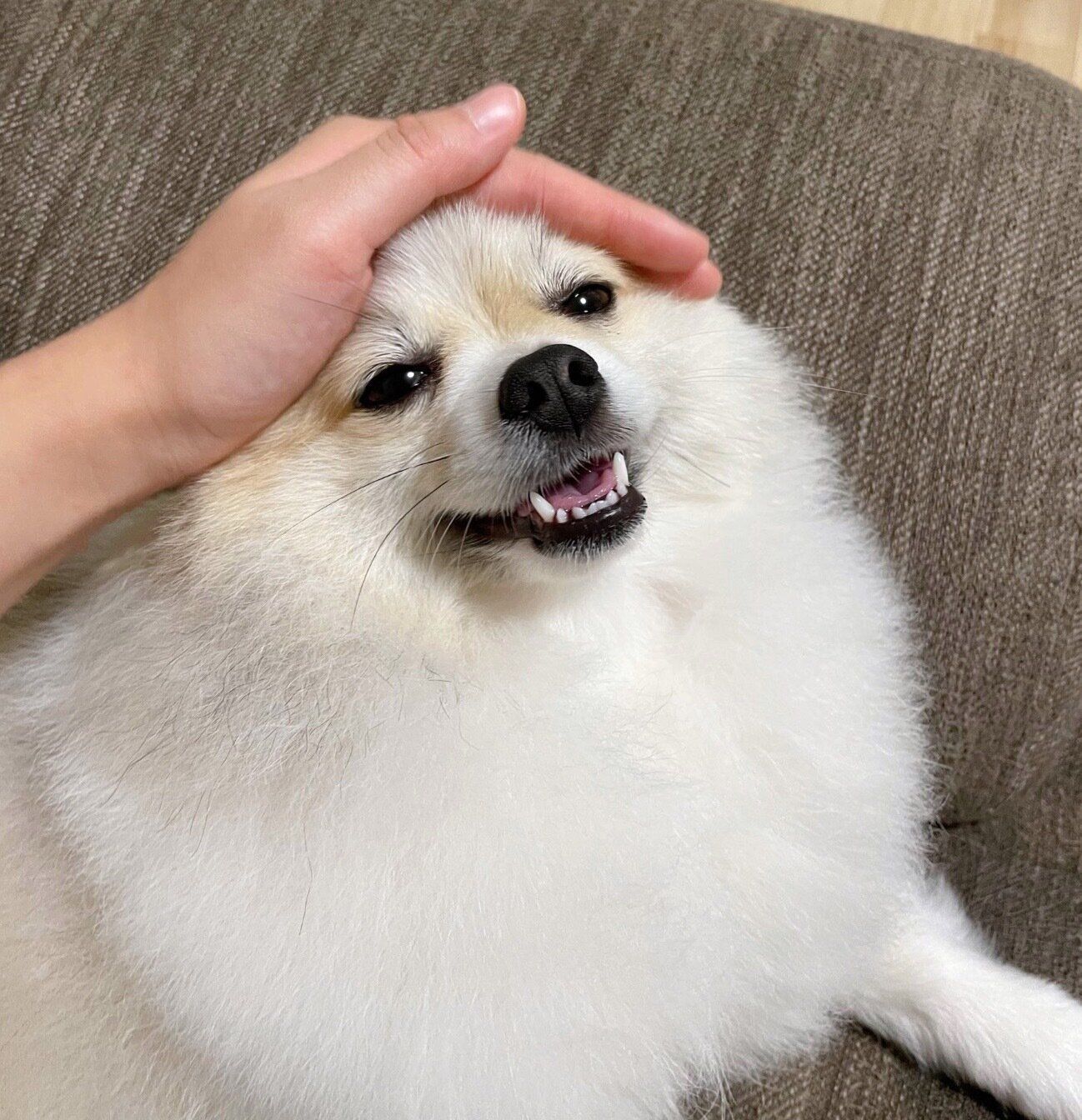 嬉しそうなちくわくん