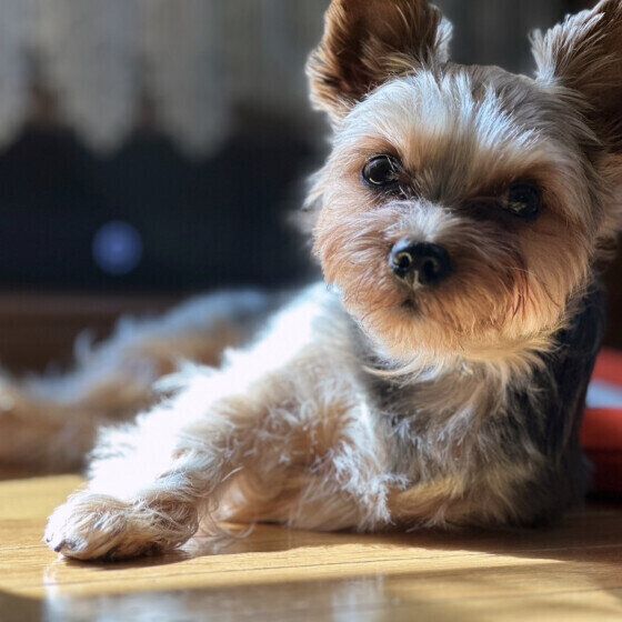 日向ぼっこするヨークシャー・テリアの杏仁くん