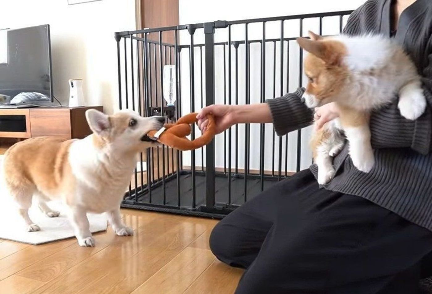 コーギー犬に妹ができました 仲良く留守番できるかな いぬのきもちweb Magazine コーギー犬に妹ができました 仲良く留守番できるかな いぬのきもちweb Magazine