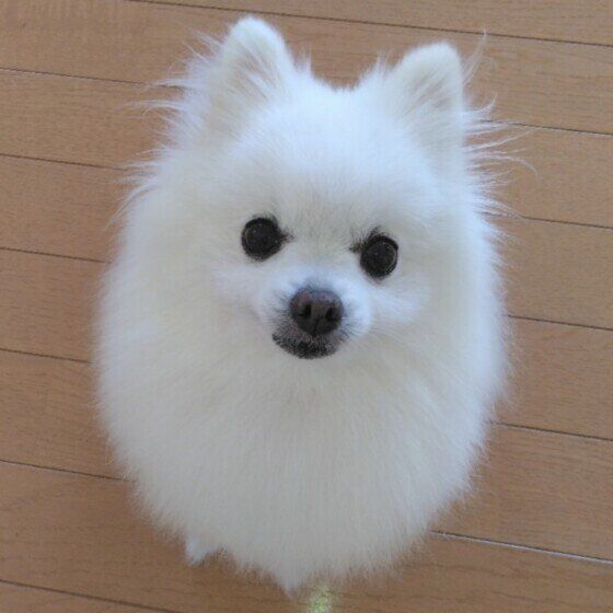 もふもふのポメラニアン