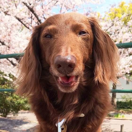 ミニチュア・ダックスフンドのチロルくん